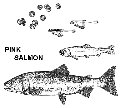 Pink Salmon