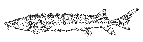 White Sturgeon