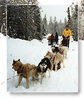 dog sledding