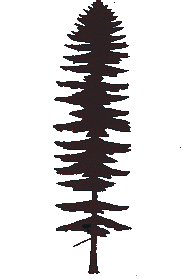 Grandfir1.Gif