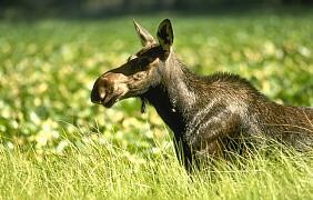 Moose in Mount Revelstoke National Park