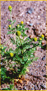 Pineapple Weed